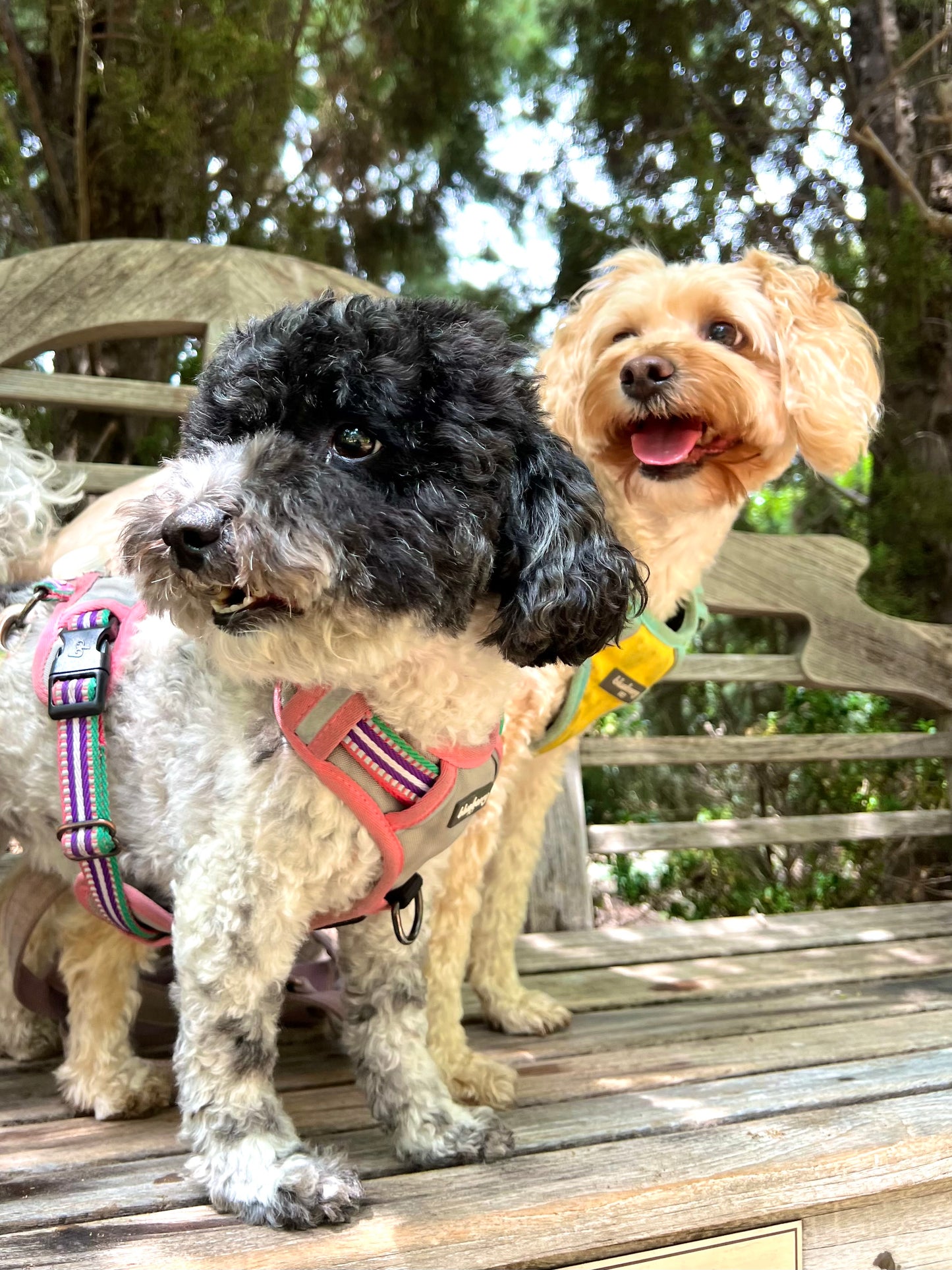 Pika and Mew: More Than Just Our Furry Mascots