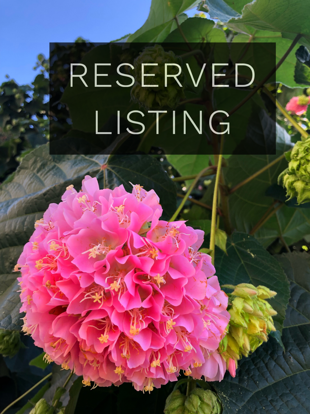 RESERVED LISTING - bleuladybug