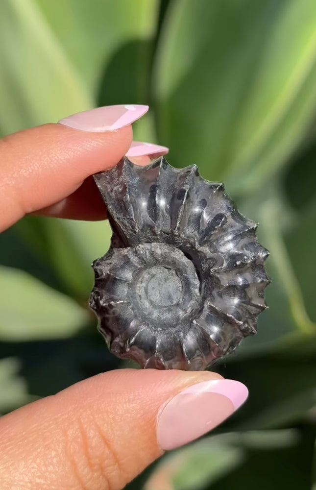 
                  
                    RESERVED LISTING - solarly_challenged
                  
                