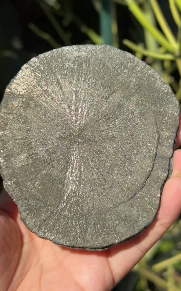 
                  
                    RESERVED LISTING - blossoming_noir_pheonix
                  
                