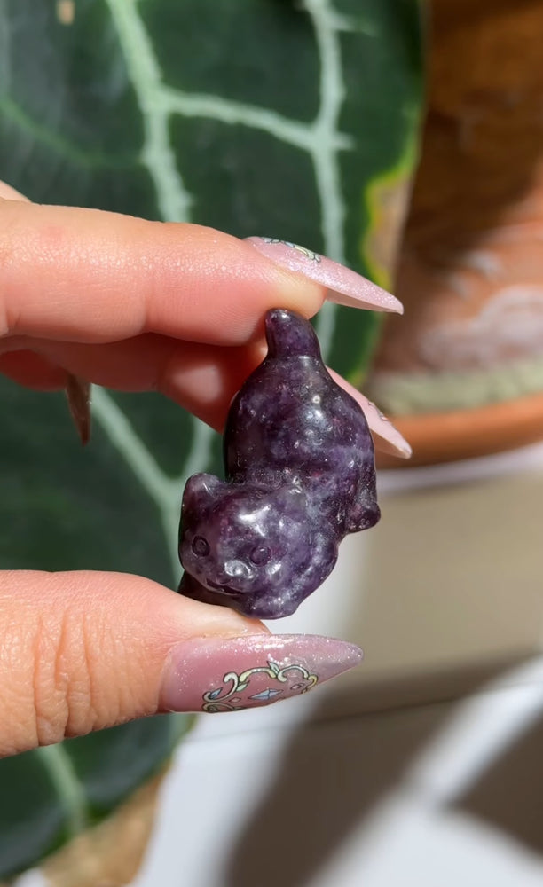 
                  
                    RESERVED LISTING - kelseyplanslife
                  
                