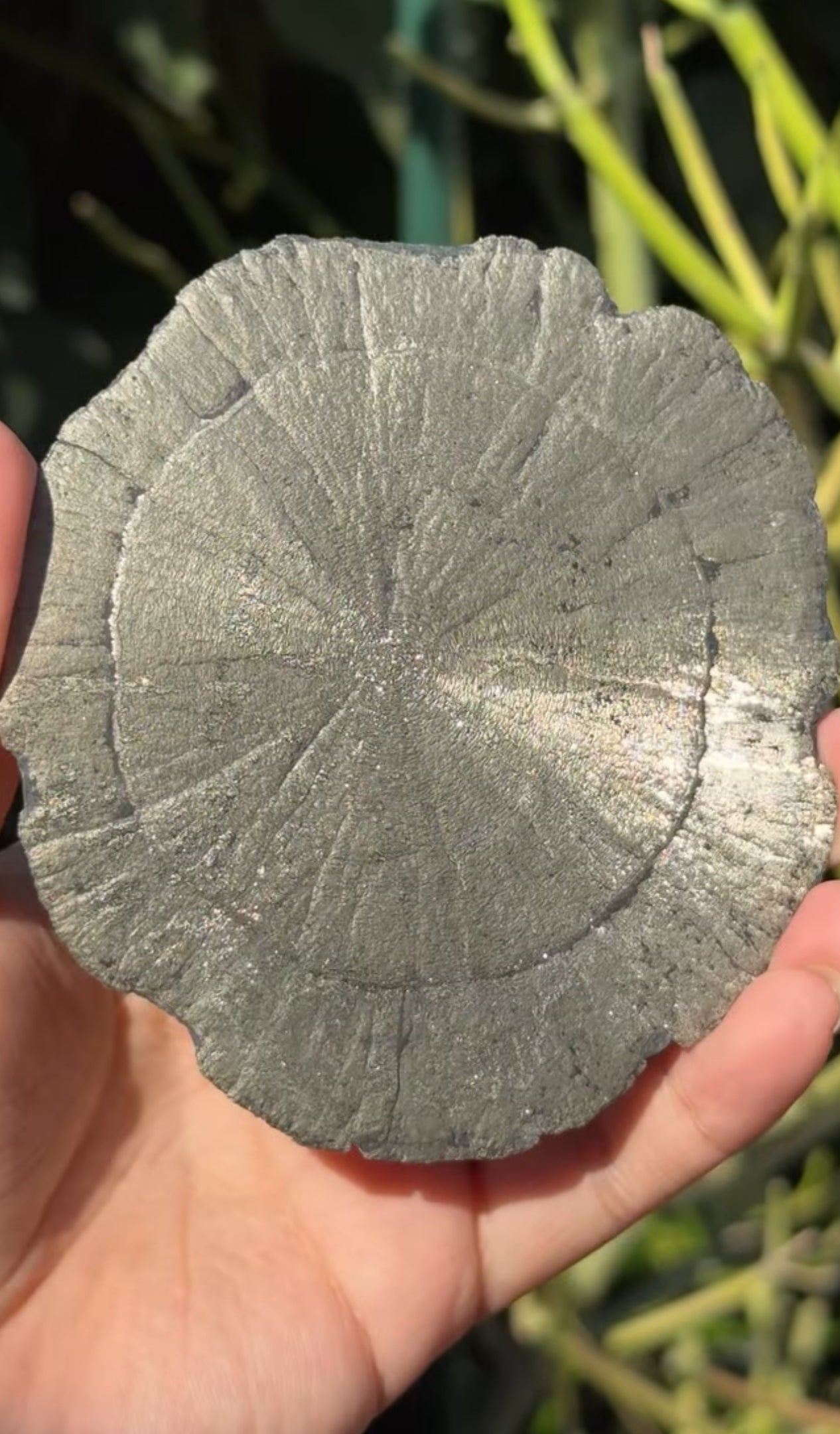 
                  
                    RESERVED LISTING - c_genesisallison87
                  
                