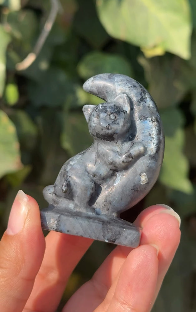 
                  
                    RESERVED LISTING - catniss_evergreen
                  
                