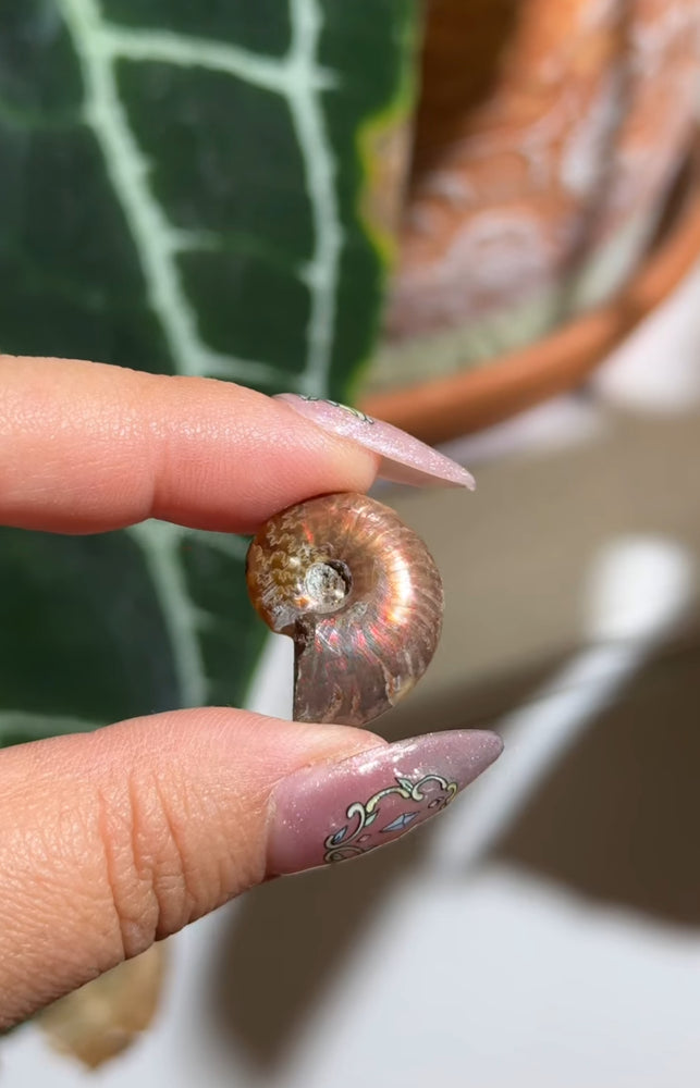 
                  
                    RESERVED LISTING - kelseyplanslife
                  
                