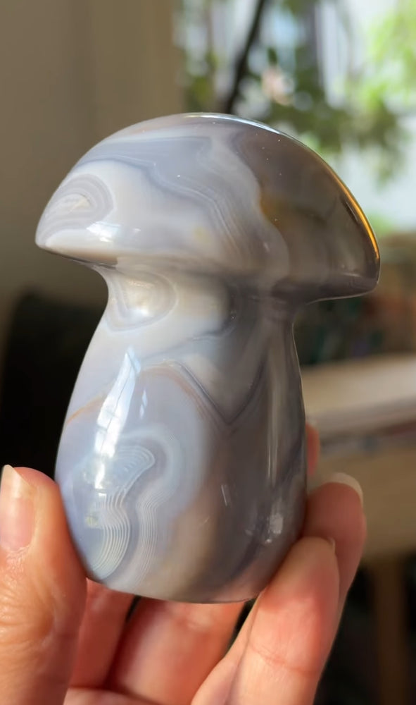 
                  
                    RESERVED LISTING - apollothelifesavingservicedog
                  
                