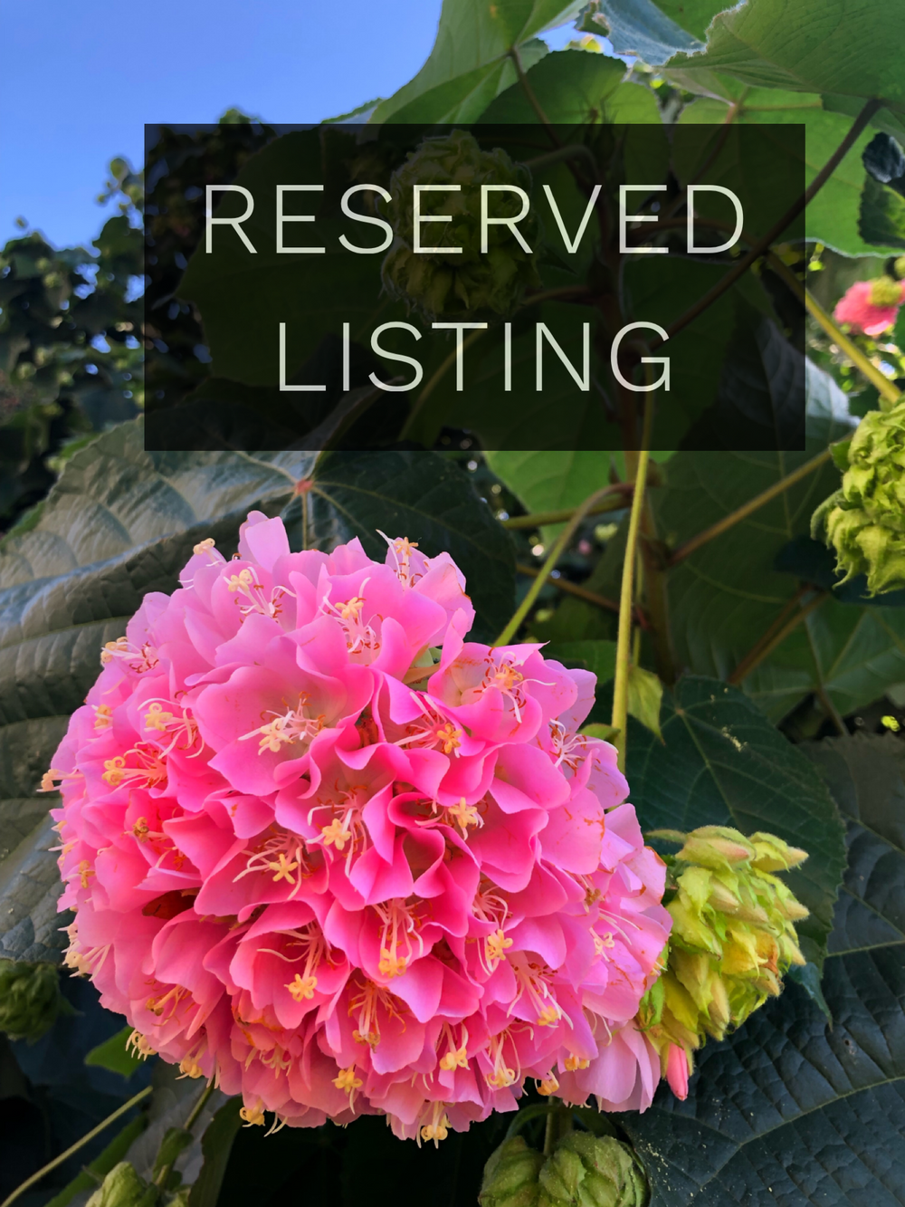 RESERVED LISTING - bonghits4bee